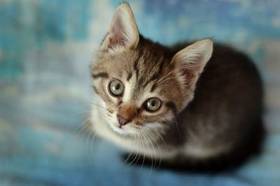 Close-up portrait of kitten sitting on table
