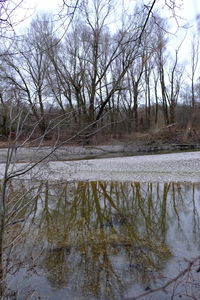 Reflection of bare trees in lake