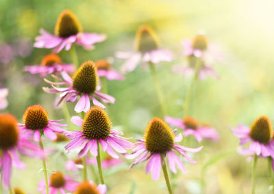 Close-up of pink flowering plants on field