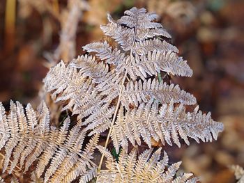 Close-up of frost on tree during winter