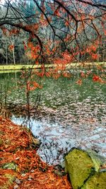 Close-up of leaves floating on water