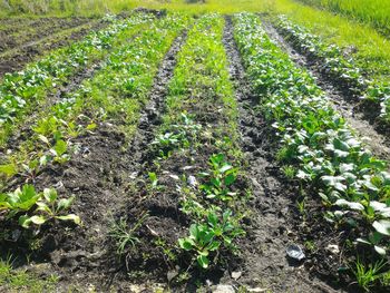 Close-up of farm