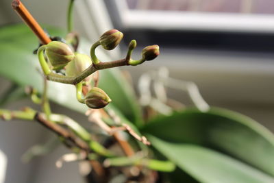 Close-up of fresh green plant