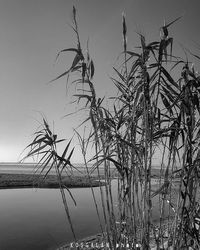 Bare trees by sea