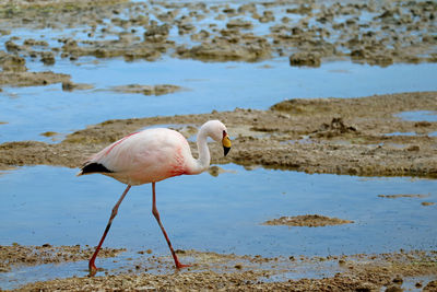 View of birds on beach