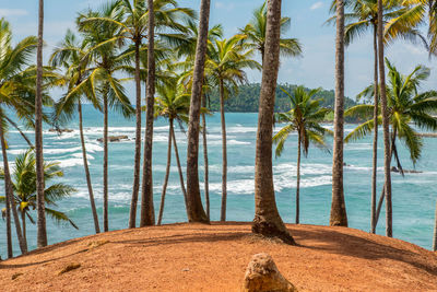 Palm trees on beach against sky