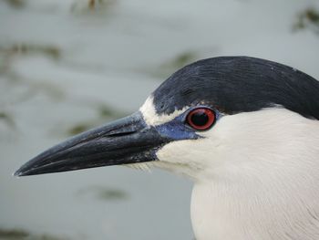 Close-up of bird