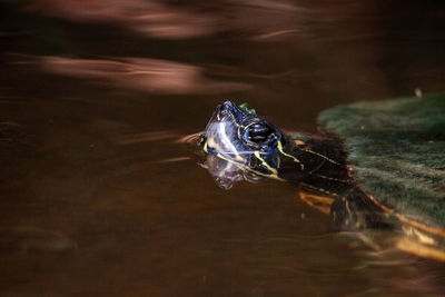 Eastern chicken turtle deirochelys reticularia swims in a shallow pond in naples, florida