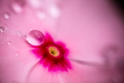 Close-up of pink flower