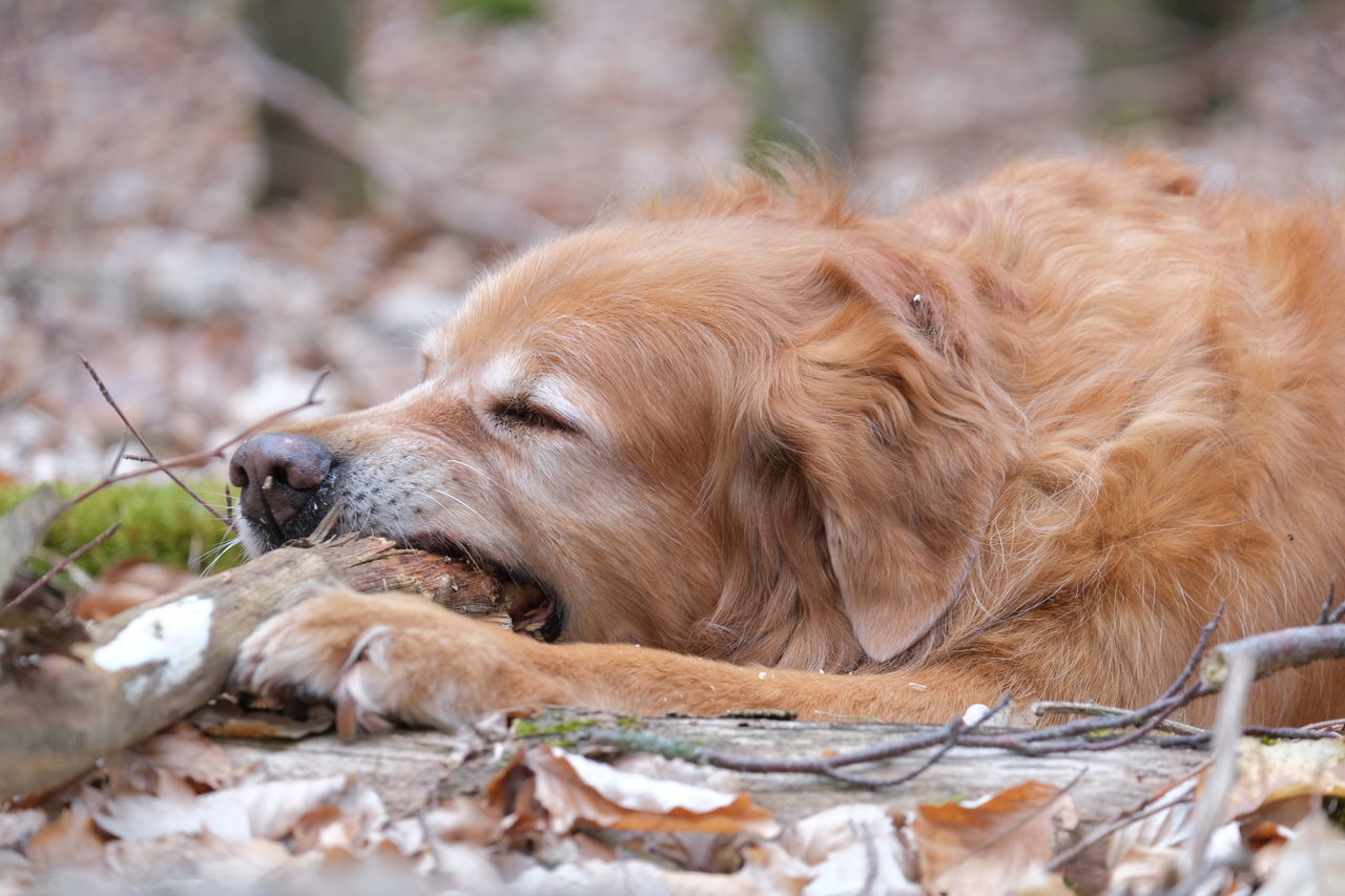 dog, canine, mammal, one animal, animal, animal themes, domestic animals, pets, domestic, brown, vertebrate, relaxation, golden retriever, retriever, no people, close-up, selective focus, land, resting, animal body part, animal head