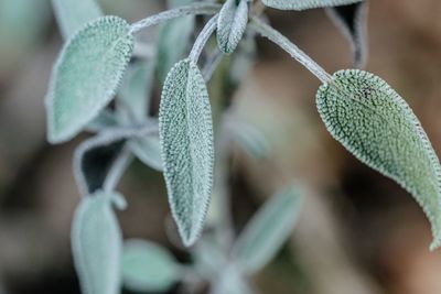 Close-up of plant