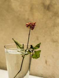 Close-up of rose on plant