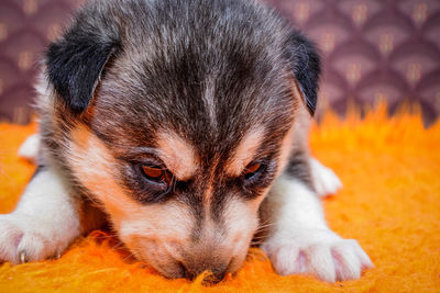 Close-up portrait of a dog