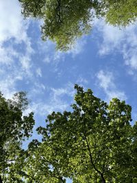 Low angle view of trees against sky