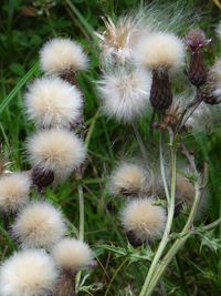 Close-up of dandelion