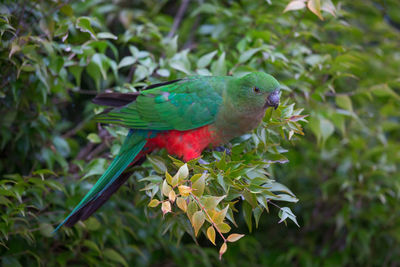 Close-up of king parrot perching on twig