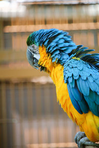 Close-up of blue parrot perching on leaf