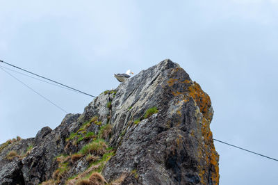 Low angle view of bird perching on rock against sky