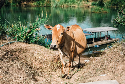 Cow standing in a lake