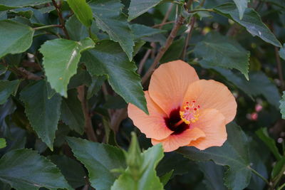 Close-up of orange flower blooming outdoors