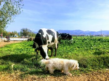 Cows grazing in a field and dog 