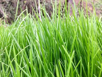 Full frame shot of crops growing on field