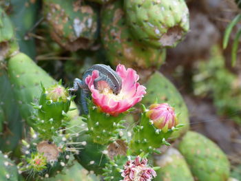 Close-up of pink flowering plant