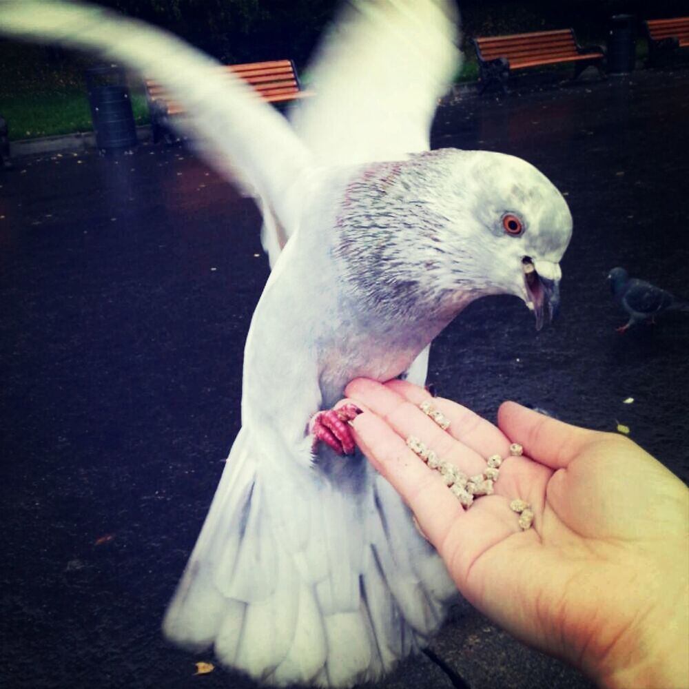 animal themes, one animal, person, bird, holding, domestic animals, white color, pets, cropped, part of, close-up, wildlife, feeding, beak, swan, outdoors, side view