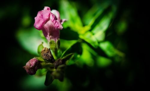 Close-up of flower against blurred background