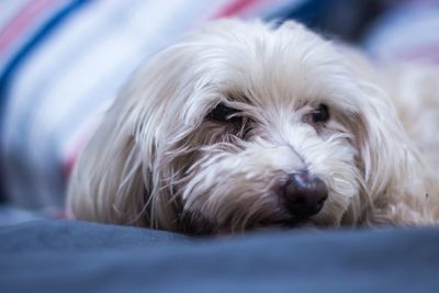 Close-up of dog resting on bed