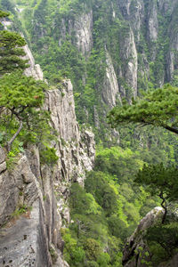 Scenic view of rocks in forest