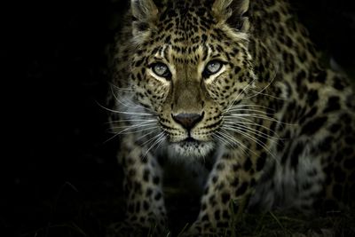 Close-up portrait of a cat