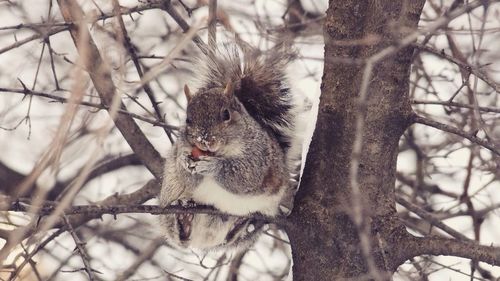 Bird perching on tree