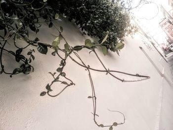 Close-up of tree branch