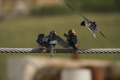 Low angle view of birds flying against sky