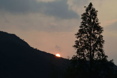 Silhouette of trees at sunset