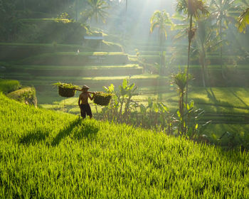 High angle view of shirtless man carrying leaves in farm