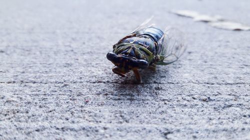 Close-up of insect on rock