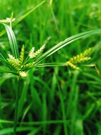 Close-up of insect on grass