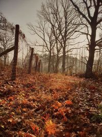 Trees on field during autumn