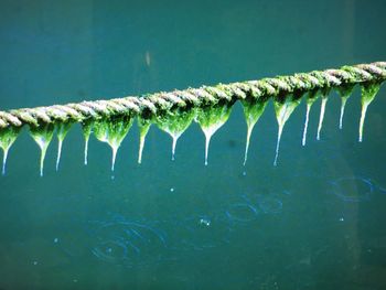 Close-up of caterpillar in water