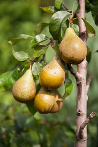 Close-up of fruits on tree