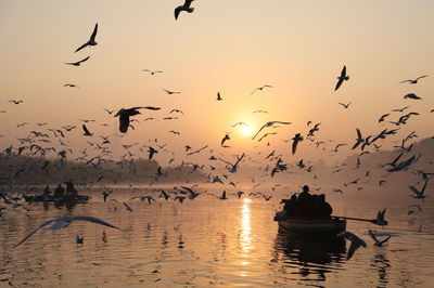 Flock of birds flying in the sky