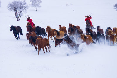 Men herding horses on snow covered field