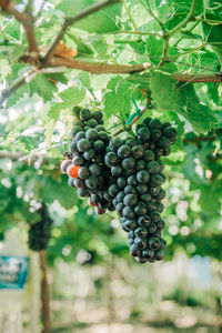 Grapes growing in vineyard