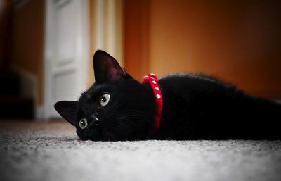 Portrait of black cat lying on floor at home