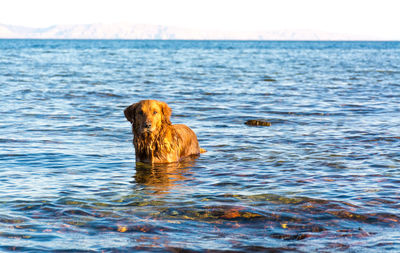 Dog swimming in sea