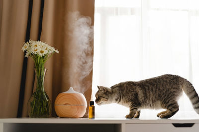 Aromatherapy concept. aroma oil diffuser on the table against the window.