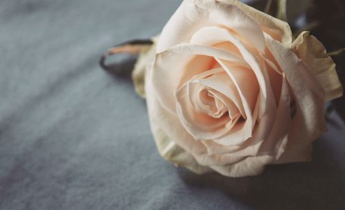 Close-up of white rose on table