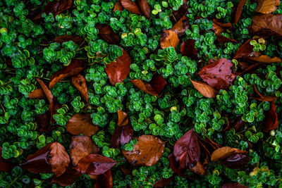 Full frame shot of leaves on field